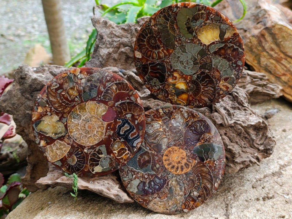Hand Made Ammonite Conglomerate Coffee Table Coasters x 6 From Mahajanga, Madagascar