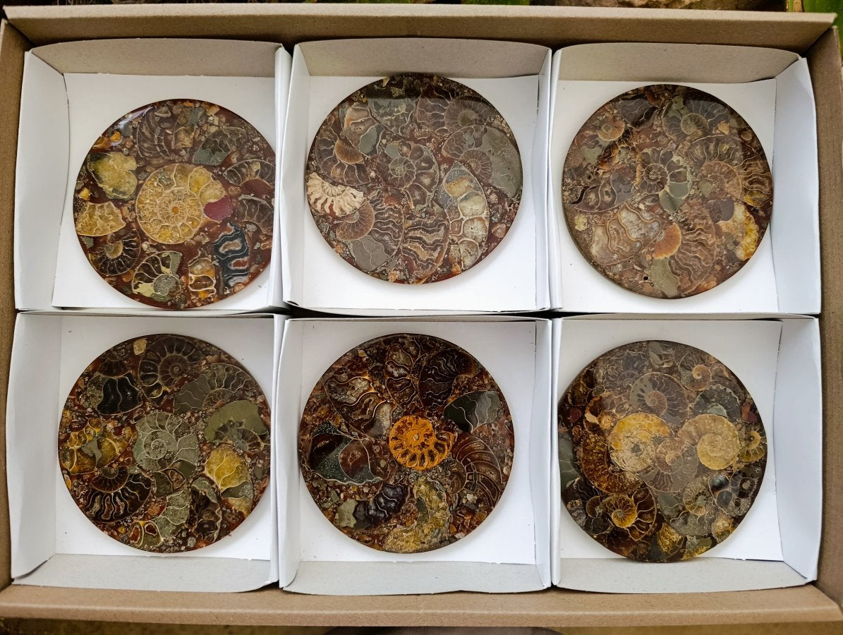 Hand Made Ammonite Conglomerate Coffee Table Coasters x 6 From Mahajanga, Madagascar