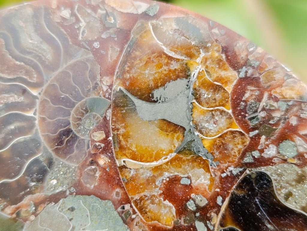 Hand Made Ammonite Conglomerate Coffee Table Coasters x 6 From Mahajanga, Madagascar