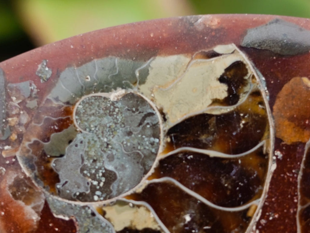 Hand Made Ammonite Conglomerate Coffee Table Coasters x 6 From Mahajanga, Madagascar