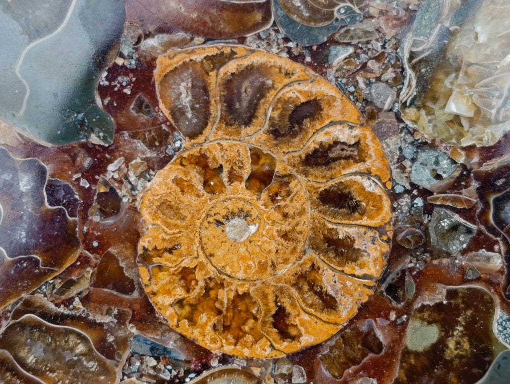 Hand Made Ammonite Conglomerate Coffee Table Coasters x 6 From Mahajanga, Madagascar
