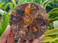 Hand Made Ammonite Conglomerate Coffee Table Coasters x 6 From Mahajanga, Madagascar