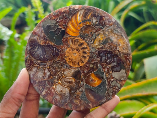 Hand Made Ammonite Conglomerate Coffee Table Coasters x 6 From Mahajanga, Madagascar - Toprock Gemstones and Minerals 