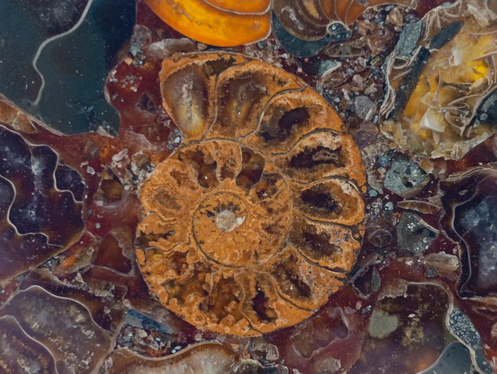 Hand Made Ammonite Conglomerate Coffee Table Coasters x 6 From Mahajanga, Madagascar