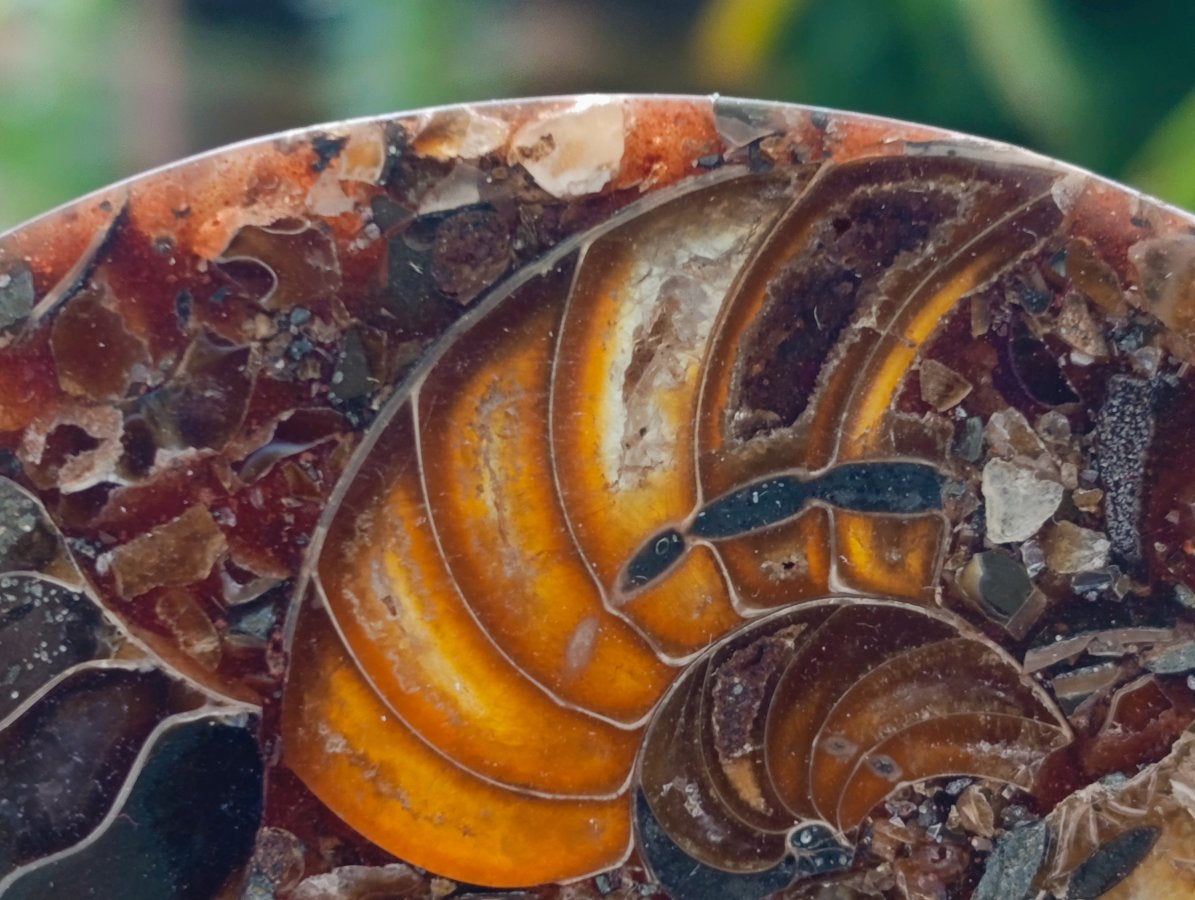 Hand Made Ammonite Conglomerate Coffee Table Coasters x 6 From Mahajanga, Madagascar