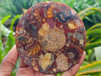 Hand Made Ammonite Conglomerate Coffee Table Coasters x 6 From Mahajanga, Madagascar