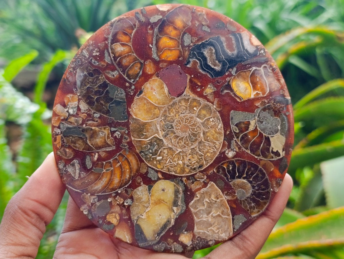 Hand Made Ammonite Conglomerate Coffee Table Coasters x 6 From Mahajanga, Madagascar
