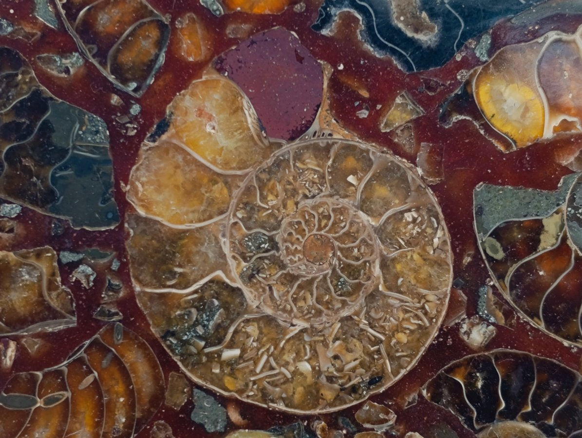Hand Made Ammonite Conglomerate Coffee Table Coasters x 6 From Mahajanga, Madagascar