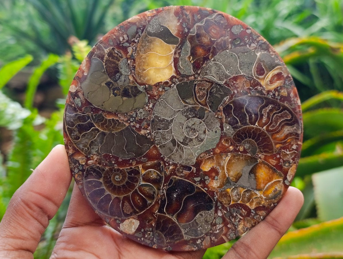 Hand Made Ammonite Conglomerate Coffee Table Coasters x 6 From Mahajanga, Madagascar