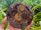 Hand Made Ammonite Conglomerate Coffee Table Coasters x 6 From Mahajanga, Madagascar