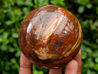 Polished Red Podocarpus Petrified Wood Spheres x 2 From Mahajanga, Madagascar