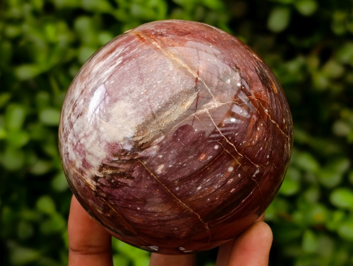 Polished Red Podocarpus Petrified Wood Spheres x 2 From Mahajanga, Madagascar