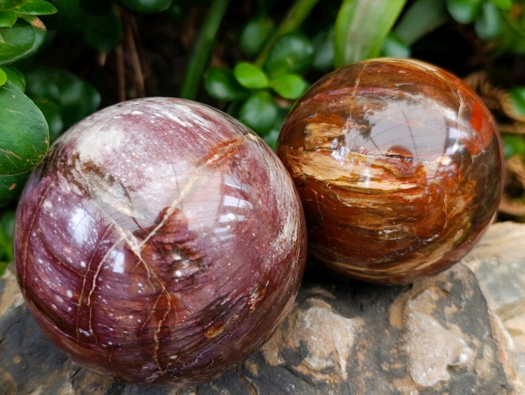 Polished Red Podocarpus Petrified Wood Spheres x 2 From Mahajanga, Madagascar