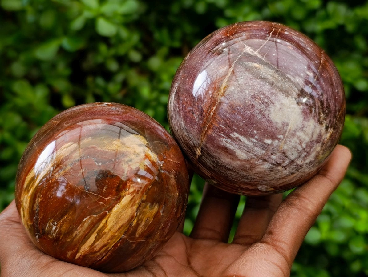 Polished Red Podocarpus Petrified Wood Spheres x 2 From Mahajanga, Madagascar