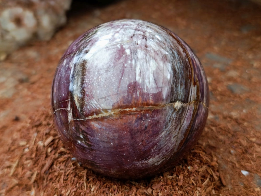 Polished Red Podocarpus Petrified Wood Spheres x 2 From Mahajanga, Madagascar