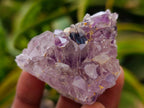 Natural Rare Amethyst Asylum Quartz Clusters x 12 From Luena, Congo