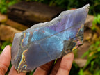 Polished One Side Labradorite Display Pieces x 12 From Madagascar