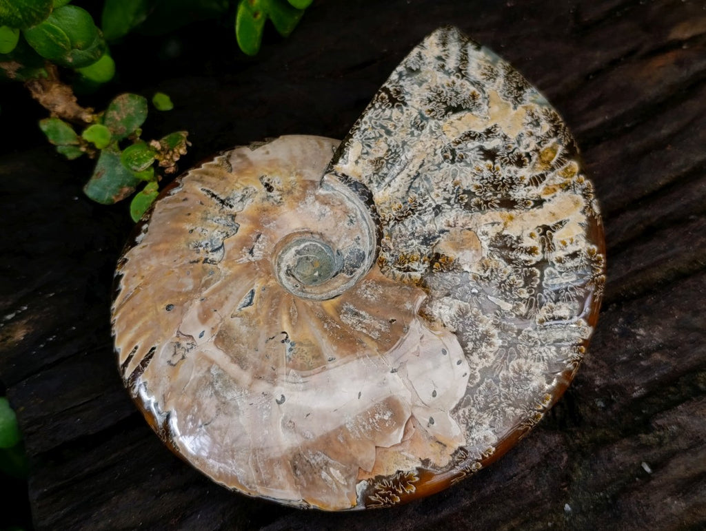 Polished Cleoniceras "Jigsaw" Ammonite Fossils x 2 From Tulear, Madagascar