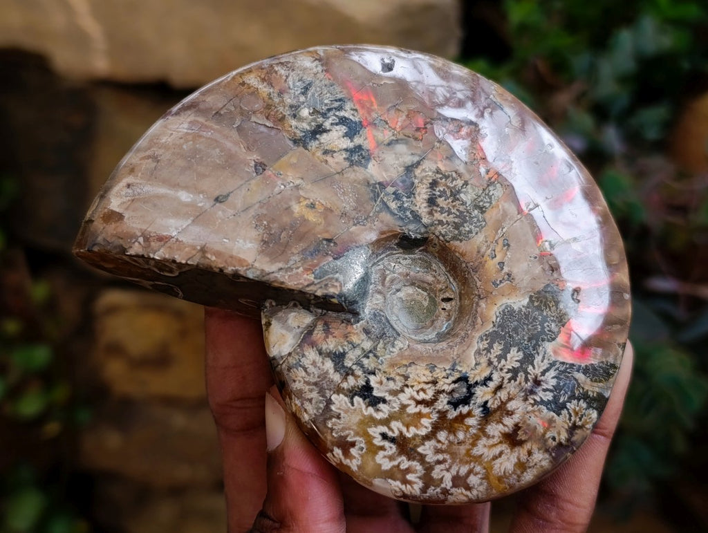 Polished Cleoniceras "Jigsaw" Ammonite Fossils x 2 From Tulear, Madagascar