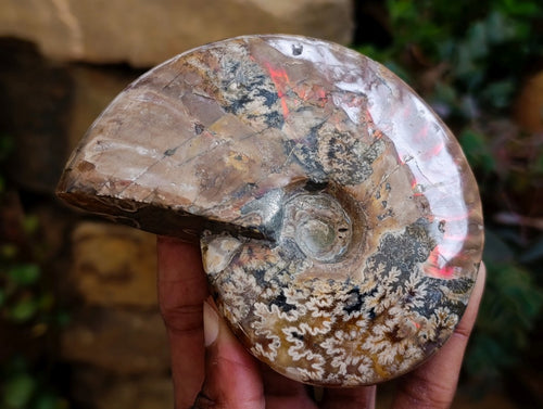 Polished Cleoniceras "Jigsaw" Ammonite Fossils x 2 From Tulear, Madagascar - Toprock Gemstones and Minerals 