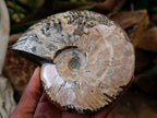 Polished Cleoniceras "Jigsaw" Ammonite Fossils x 2 From Tulear, Madagascar