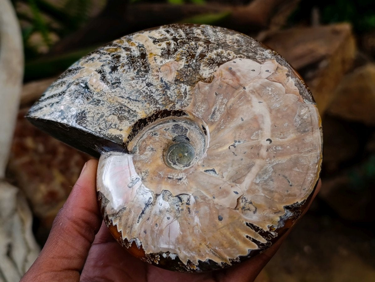 Polished Cleoniceras "Jigsaw" Ammonite Fossils x 2 From Tulear, Madagascar