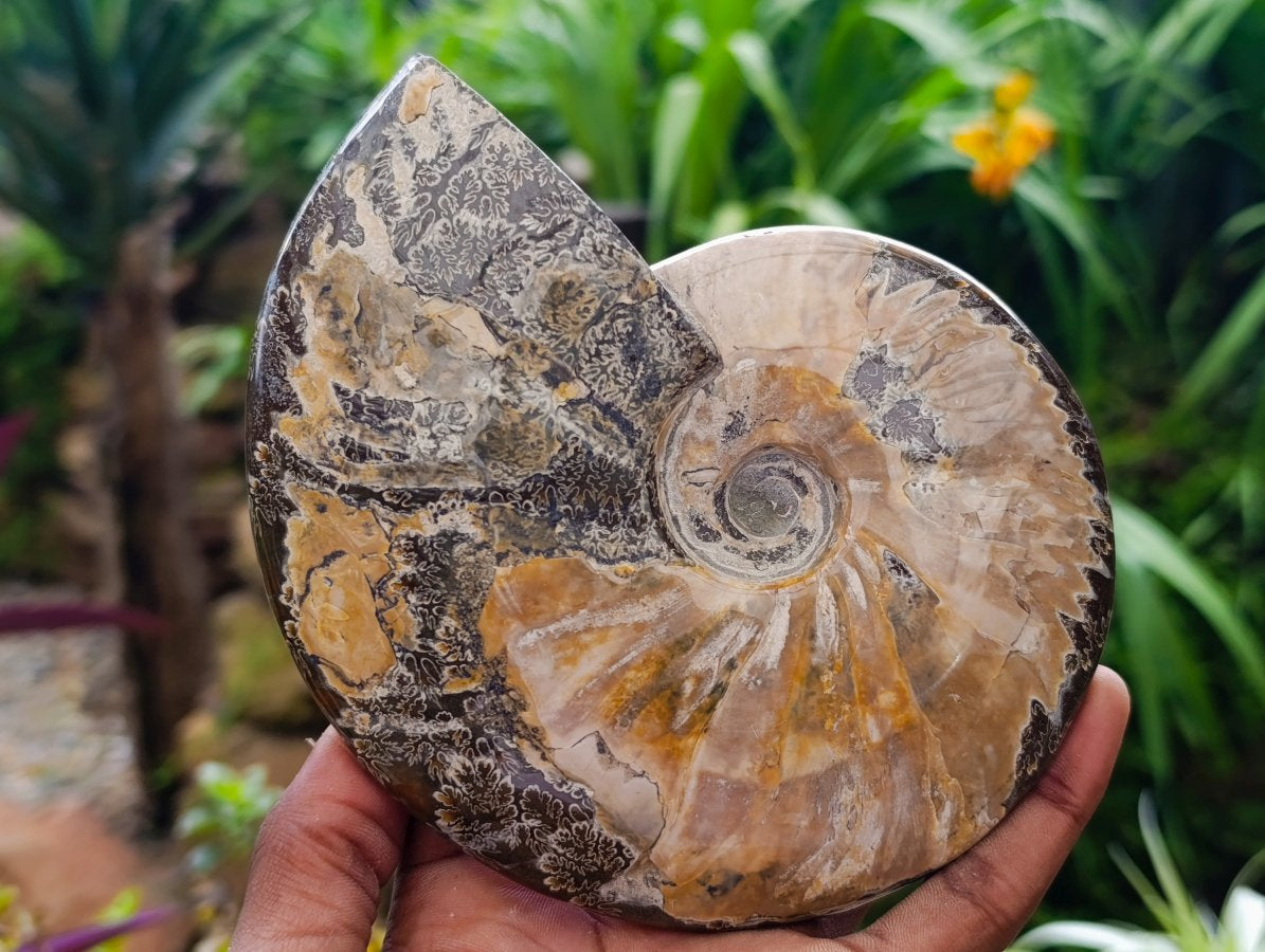 Polished Cleoniceras "Jigsaw" Ammonite Fossils x 2 From Tulear, Madagascar