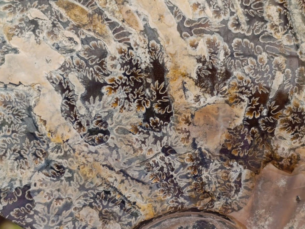 Polished Cleoniceras "Jigsaw" Ammonite Fossils x 2 From Tulear, Madagascar