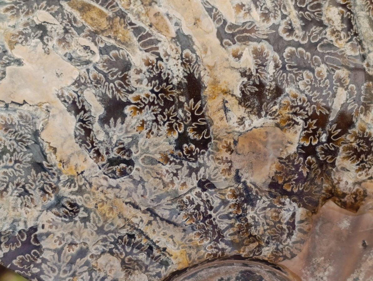 Polished Cleoniceras "Jigsaw" Ammonite Fossils x 2 From Tulear, Madagascar