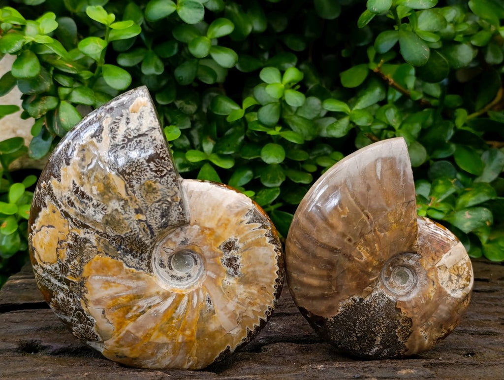 Polished Cleoniceras "Jigsaw" Ammonite Fossils x 2 From Tulear, Madagascar