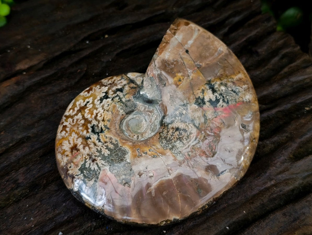 Polished Cleoniceras "Jigsaw" Ammonite Fossils x 2 From Tulear, Madagascar