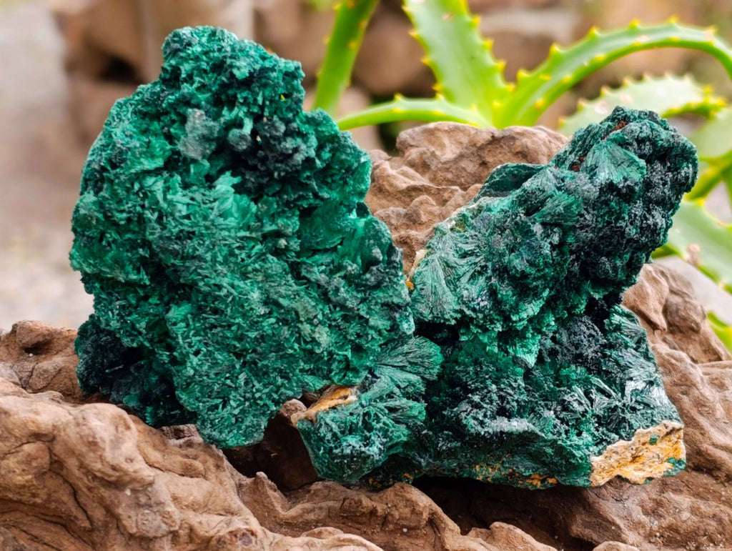 Natural Silky Malachite Specimens x 6 From Kasompe, Congo
