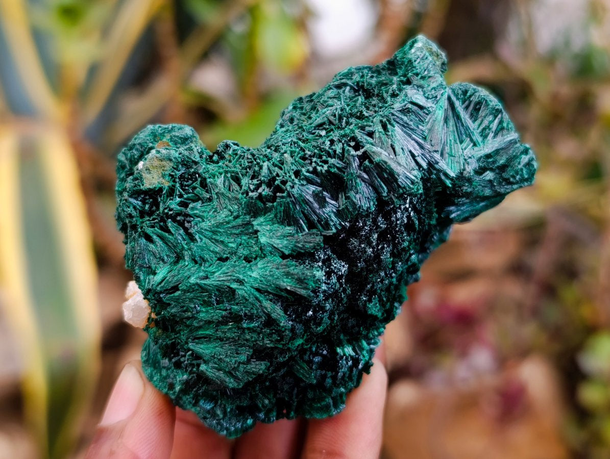 Natural Silky Malachite Specimens x 6 From Kasompe, Congo