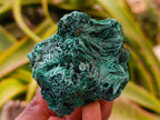 Natural Silky Malachite Specimens x 6 From Kasompe, Congo