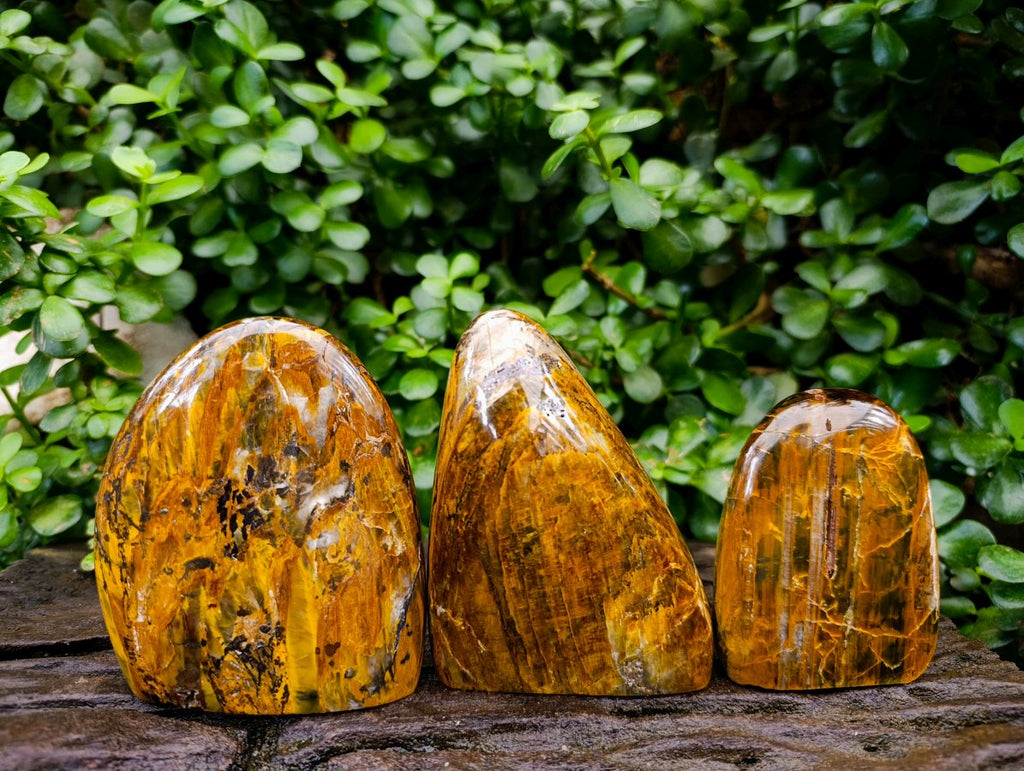 Polished Neolite Tigers Eye Standing Free Forms x 3 From Prieska, South Africa