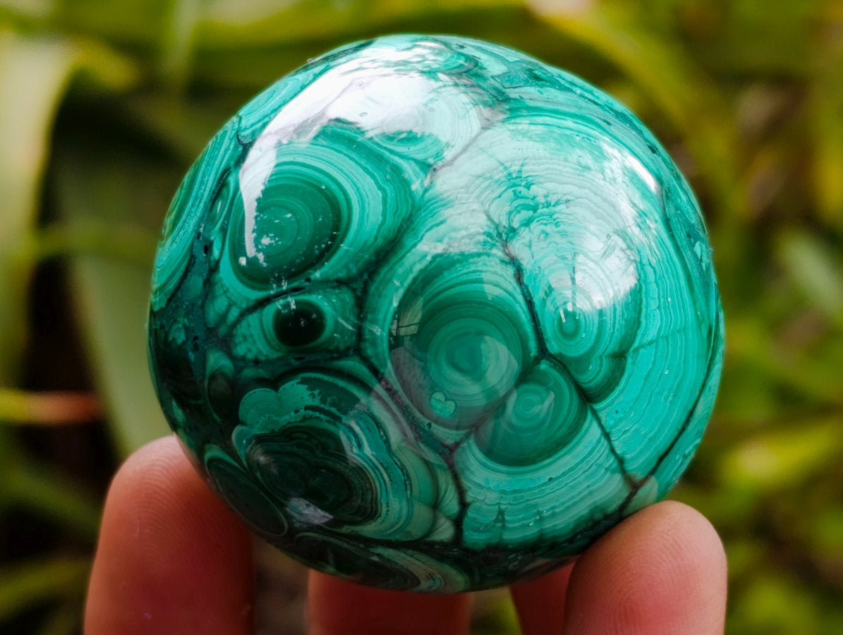 Polished Mini Flower Banded Malachite Spheres x 6 From Congo