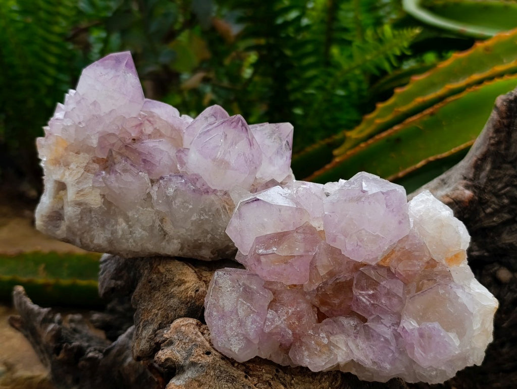 Natural Cactus Flower Amethyst Spirit Clusters x 4 From South Africa