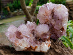 Natural Cactus Flower Amethyst Spirit Clusters x 4 From South Africa