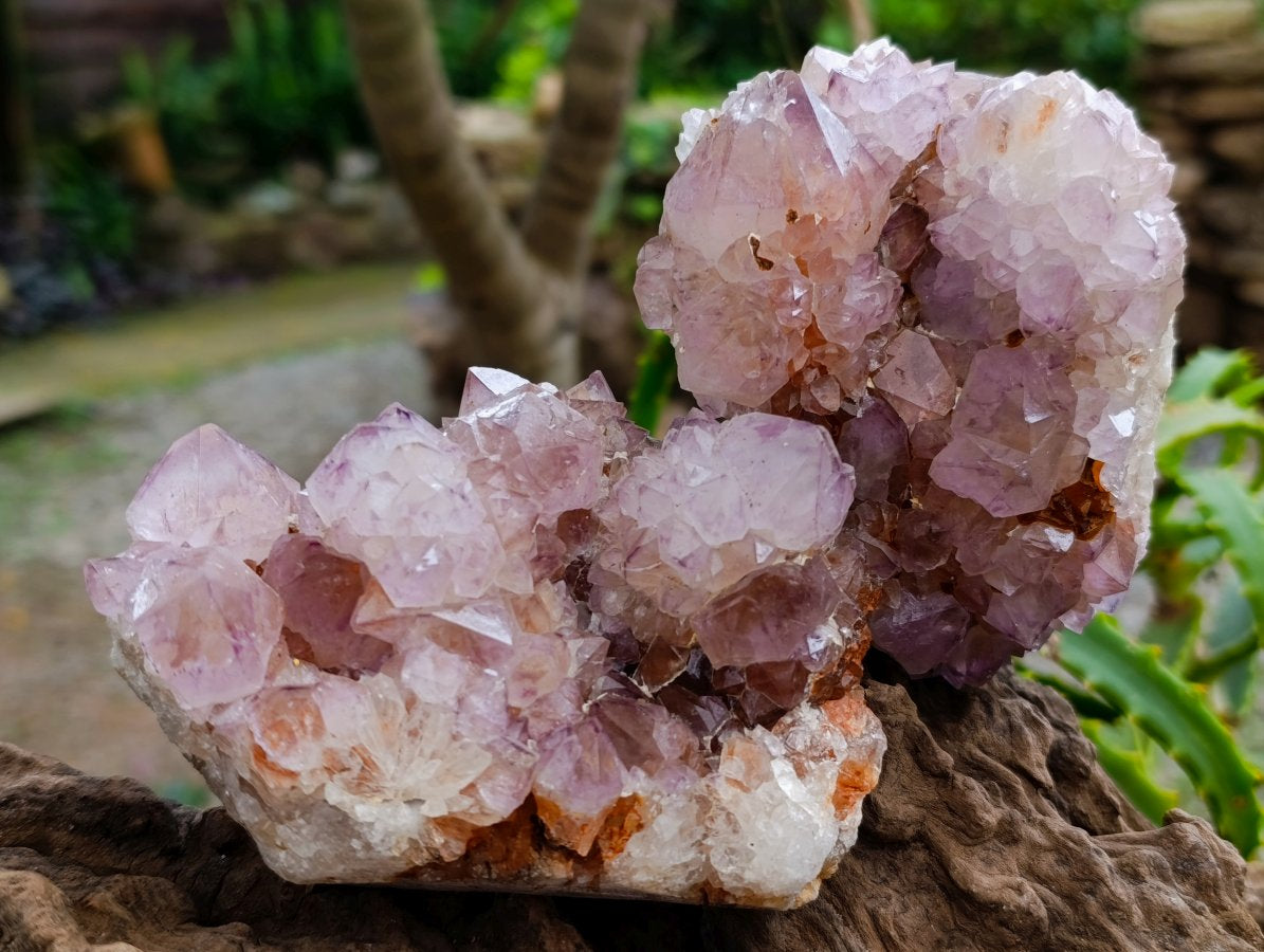 Natural Cactus Flower Amethyst Spirit Clusters x 4 From South Africa