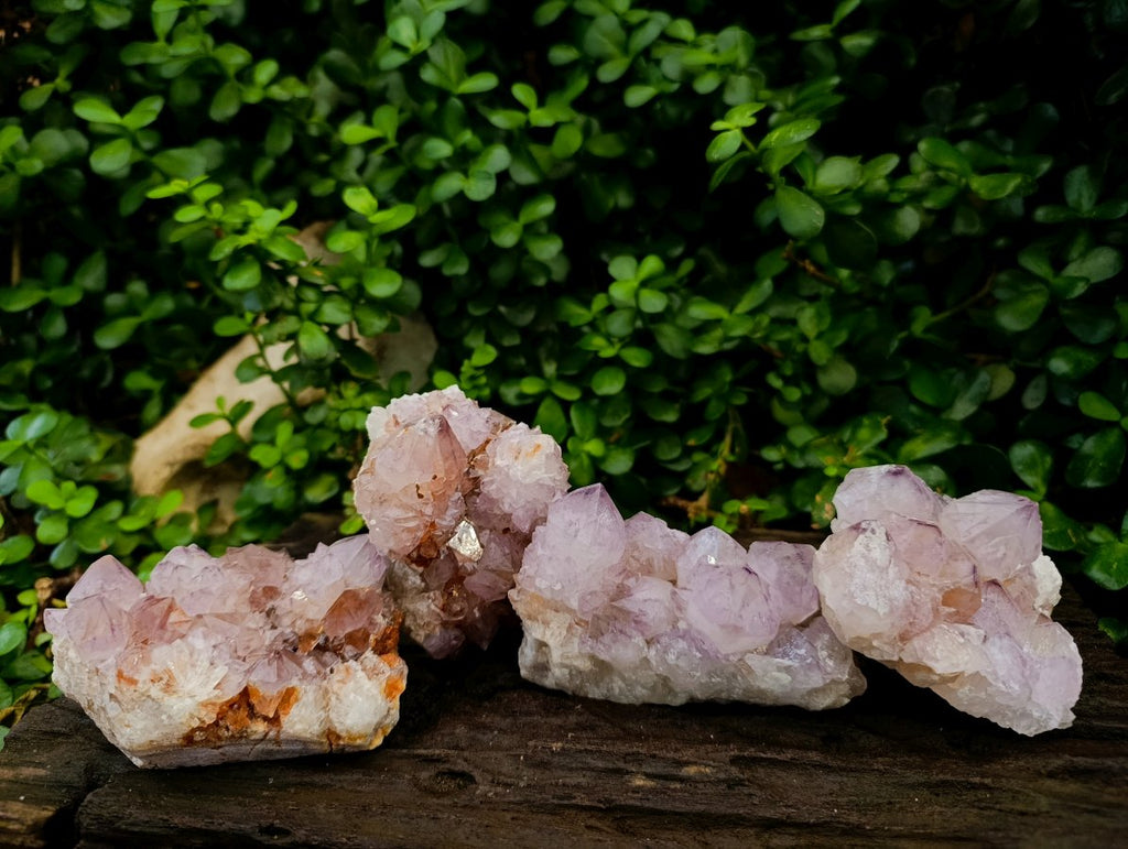 Natural Cactus Flower Amethyst Spirit Clusters x 4 From South Africa