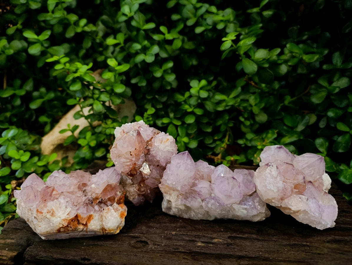Natural Cactus Flower Amethyst Spirit Clusters x 4 From South Africa