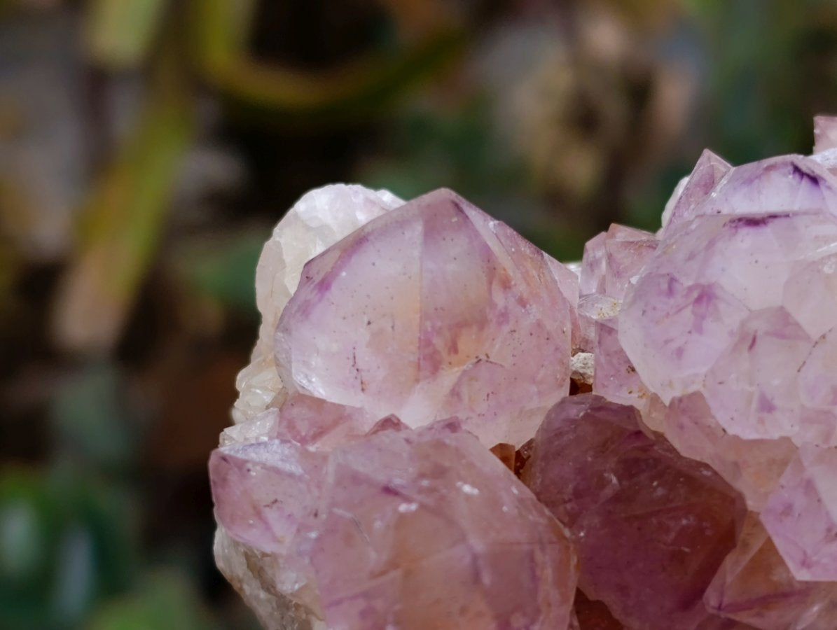 Natural Cactus Flower Amethyst Spirit Clusters x 4 From South Africa