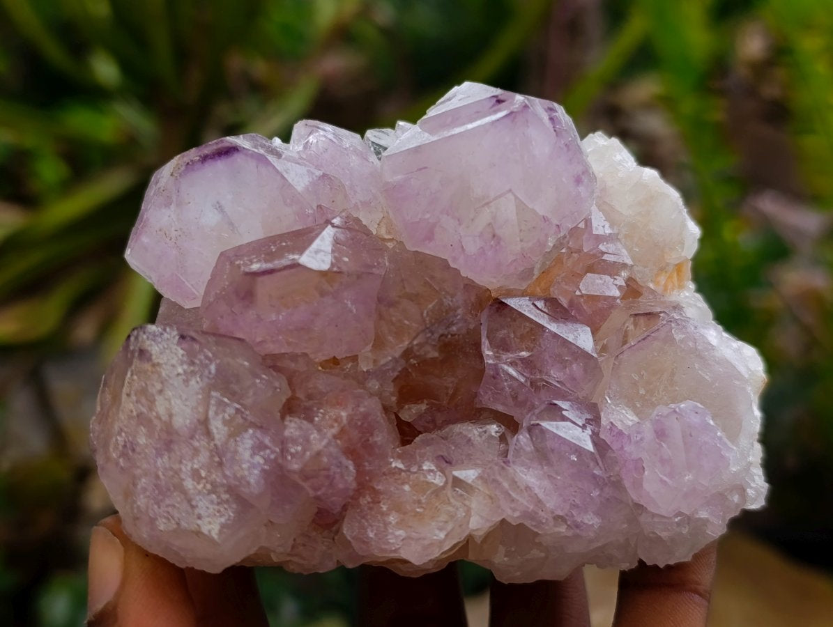 Natural Cactus Flower Amethyst Spirit Clusters x 4 From South Africa