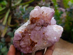Natural Cactus Flower Amethyst Spirit Clusters x 4 From South Africa