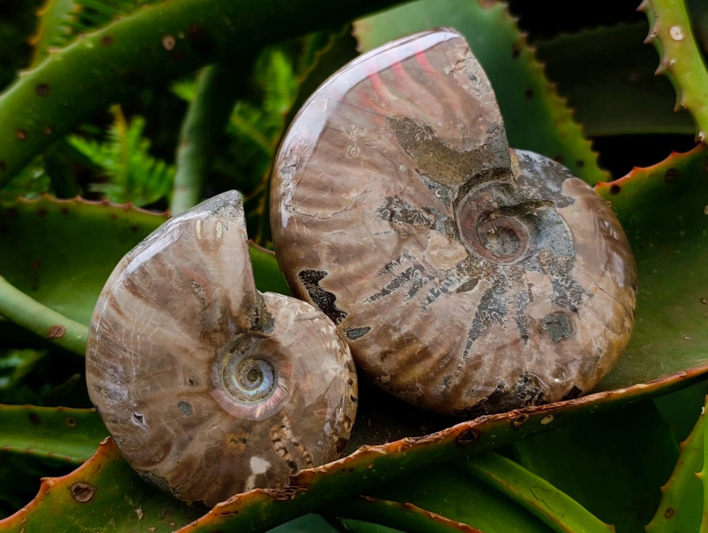 Polished Cleoniceras Red Ammolite Opalized Ammonite Fossils x 2 From Tulear, Madagascar
