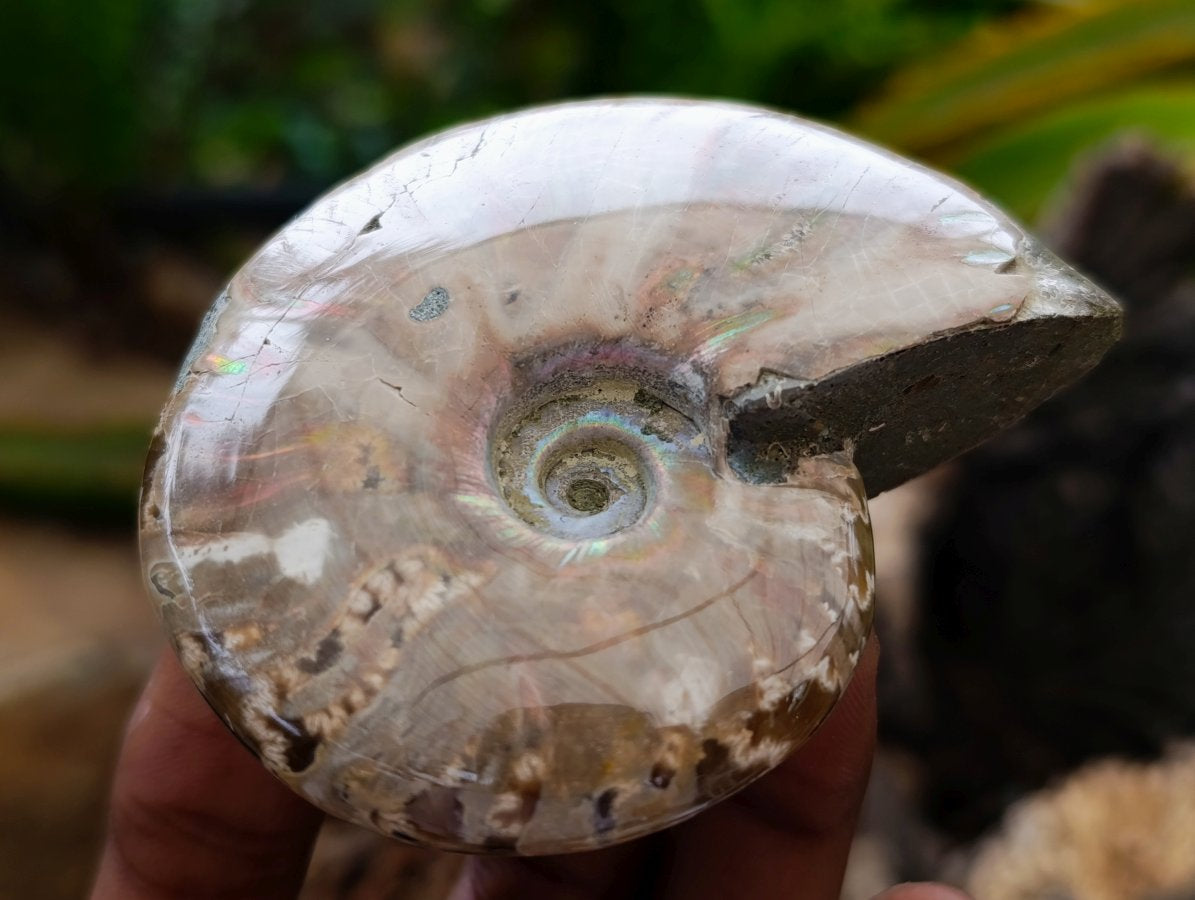 Polished Cleoniceras Red Ammolite Opalized Ammonite Fossils x 2 From Tulear, Madagascar