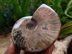 Polished Cleoniceras Red Ammolite Opalized Ammonite Fossils x 2 From Tulear, Madagascar