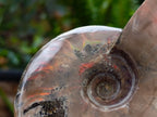 Polished Cleoniceras Red Ammolite Opalized Ammonite Fossils x 2 From Tulear, Madagascar