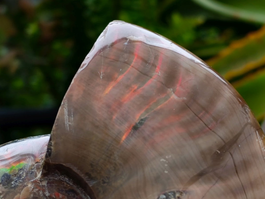 Polished Cleoniceras Red Ammolite Opalized Ammonite Fossils x 2 From Tulear, Madagascar