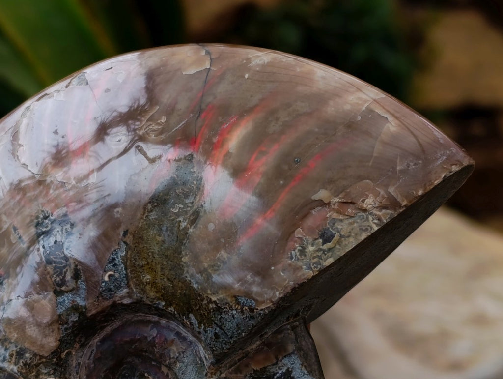 Polished Cleoniceras Red Ammolite Opalized Ammonite Fossils x 2 From Tulear, Madagascar